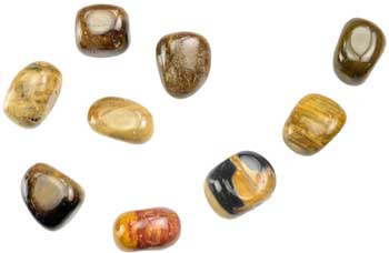 Petrified Wood Polished