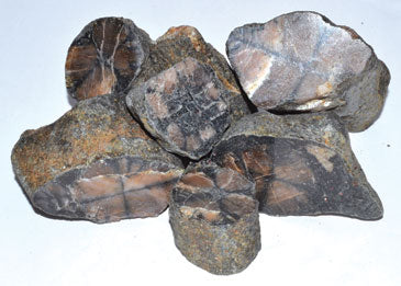 Chiastolite Untumbled